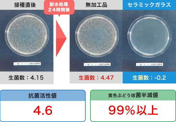 黄色ぶどう球菌【耐水処理試験】